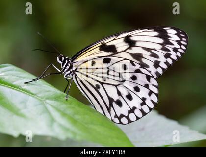 Nymphe d'arbre blanc ou idée leuconoe, macro photographie d'un papillon dans un parc de papillons Banque D'Images