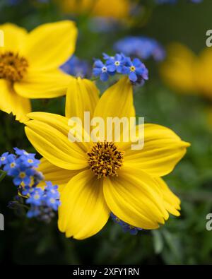 Goldmarie entouré de Forget-me-Nots, gros plan dans le jardin fleuri Banque D'Images