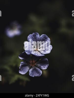 Purple cranesbill, macro shot dans le jardin fleuri Banque D'Images