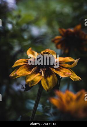 Rudbeckia jaune aux yeux noirs, ou caillou rugueux, gros plan dans le jardin fleuri Banque D'Images