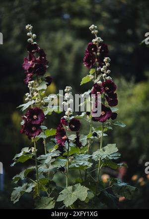 Hollyhock commun rouge foncé, gros plan dans le jardin fleuri Banque D'Images