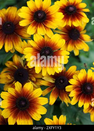 Rudbeckia jaune aux yeux noirs, ou caillou rugueux, gros plan dans le jardin fleuri Banque D'Images