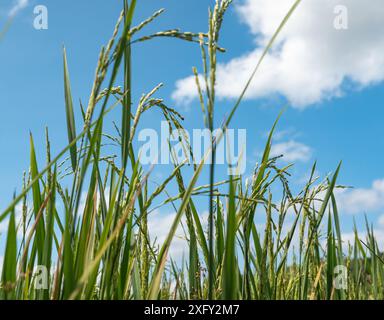 De grandes tiges vertes de riz poussent sous un ciel bleu vif avec des nuages blancs moelleux en arrière-plan. Banque D'Images