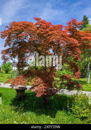 Érable rouge (Acer palmatum) dans le parc Höhenrieder, Bernried, Bavière, Allemagne, Europe Banque D'Images