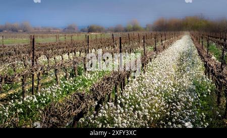 Fausse Roquette près de Fleury d'Aude. Pousse sur la Méditerranée, surtout parmi les vignes. Banque D'Images