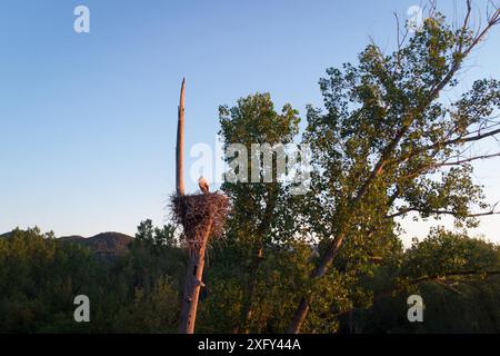 Vue aérienne rapprochée du nid d'oiseau de cigogne blanche avec des nichons au lever du soleil avec une lumière chaude, nichant sur le sommet d'un arbre. Faune vue dans la nature Banque D'Images