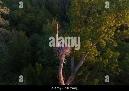 Vue aérienne rapprochée du nid d'oiseau de cigogne blanche avec des nichons au lever du soleil avec une lumière chaude, nichant sur le sommet d'un arbre. Faune vue dans la nature Banque D'Images