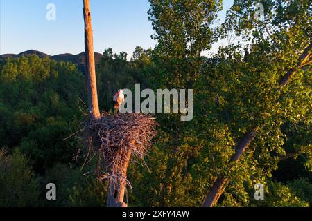 Vue aérienne rapprochée du nid d'oiseau de cigogne blanche avec des nichons au lever du soleil avec une lumière chaude, nichant sur le sommet d'un arbre. Faune vue dans la nature Banque D'Images