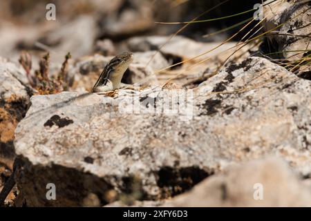 Lézard hispanique ibérique (Podarcis hispanicus) jetant un coup d'œil derrière un rocher dans le parc naturel de la Sierra de Mariola, en Espagne Banque D'Images