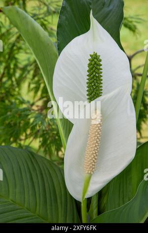 Une plante d'intérieur avec de grandes feuilles blanches dans une forme ovale est également appelée plante de lis de paix ou de cuillère, Spathiphyllum Banque D'Images