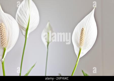 Plante d'intérieur avec une grande feuille blanche de forme ovale est également appelée plante de lis de paix ou de cuillère, Spathiphyllum Banque D'Images