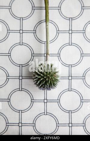 Chardon globe séché à motif végétal sur fond graphique Banque D'Images