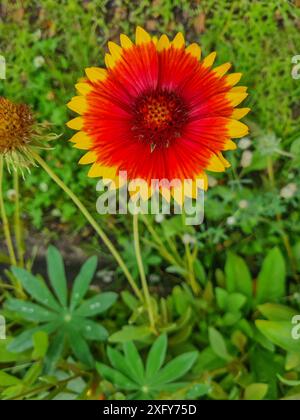 La plante ornementale appelée Gaillardia aristata fleurit en été à Prerow, Mecklembourg-Poméranie occidentale, Allemagne Banque D'Images