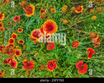 Photographie de jour de fleurs de cocarde avec des fleurs rouge-jaune sur une prairie de fleurs en été à Prerow, station balnéaire de la mer Baltique, Allemagne Banque D'Images