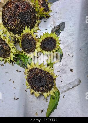 Tournesols fanés couchés sur une surface en automne Banque D'Images