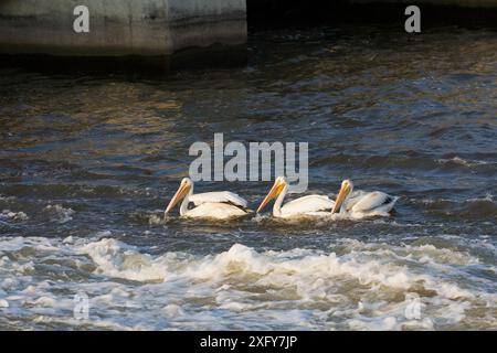 Pélicans blancs d'Amérique (Pelecanus erythrorhynchos). Fox River dans le Wisconsin Banque D'Images