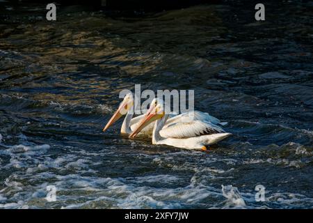 Pélicans blancs d'Amérique (Pelecanus erythrorhynchos). Fox River dans le Wisconsin Banque D'Images