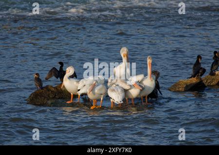 Pélicans blancs d'Amérique (Pelecanus erythrorhynchos). Fox River dans le Wisconsin Banque D'Images