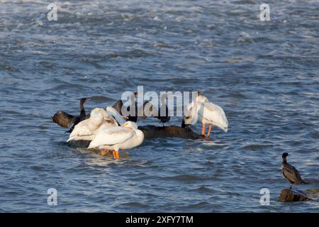 Pélicans blancs d'Amérique (Pelecanus erythrorhynchos). Fox River dans le Wisconsin Banque D'Images