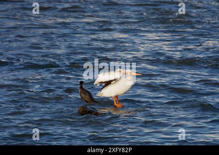 Pélicans blancs d'Amérique (Pelecanus erythrorhynchos). Fox River dans le Wisconsin Banque D'Images