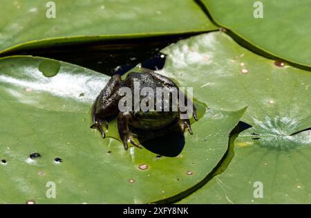 Gros plan d'une grenouille verte (Lithobates clamitans) assise sur un nénuphar dans le parc naturel de l'Ile Bizard, Montréal, Québec, Canada Banque D'Images