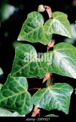 Le lierre (Hedera helix) Banque D'Images