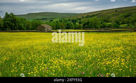 Pittoresques prairies de fleurs sauvages des hautes terres de Swaledale (ancienne grange en pierre, fleurs colorées en forme de papillon, flanc de colline, ciel bleu) - Muker, Yorkshire Dales, Angleterre Royaume-Uni Banque D'Images