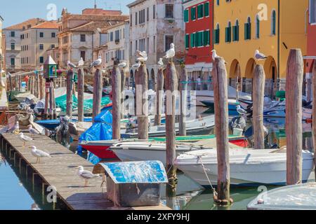 Le canal Vena avec des bateaux amarrés et de nombreuses mouettes perchées sur des poteaux, Chioggia, municipalité de la ville métropolitaine de Venise, Vénétie, Italie Banque D'Images