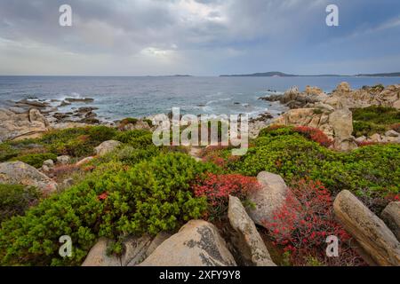 Lever du soleil à Punta Molentis, les arbustes méditerranéens émergent des rochers, Villasimius, province de Sardaigne du Sud, Sardaigne, Italie Banque D'Images