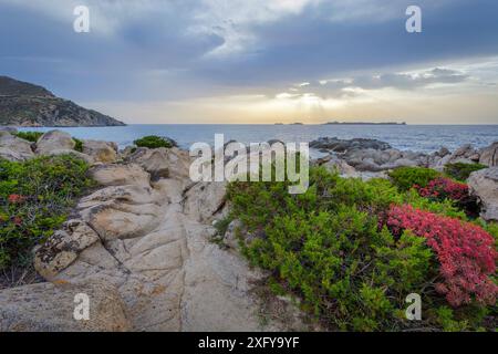 Lever du soleil à Punta Molentis, les arbustes méditerranéens émergent des rochers, Villasimius, province de Sardaigne du Sud, Sardaigne, Italie Banque D'Images