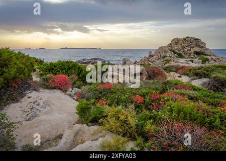 Lever du soleil à Punta Molentis, les arbustes méditerranéens émergent des rochers, Villasimius, province de Sardaigne du Sud, Sardaigne, Italie Banque D'Images