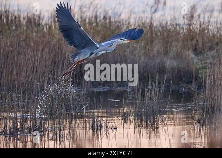 Héron, Heron gris, Ardea cinerea, départ, ceinture de roseaux Banque D'Images