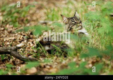 Jeune chat de la forêt norvégienne dehors et à propos dans la forêt en été Banque D'Images