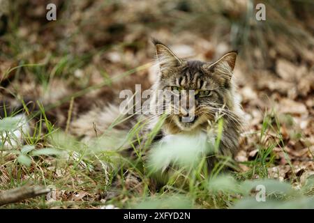 Jeune chat de la forêt norvégienne dehors et à propos dans la forêt en été Banque D'Images