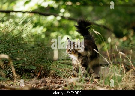 Jeune chat de la forêt norvégienne dehors et à propos dans la forêt en été Banque D'Images