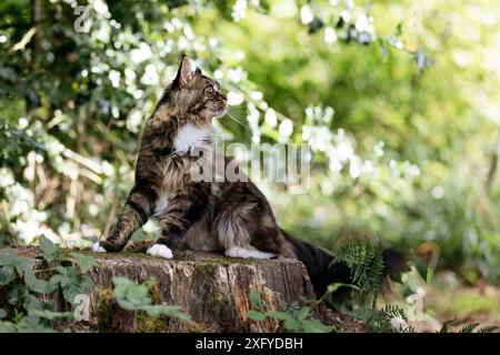 Jeune chat de la forêt norvégienne dehors et à propos dans la forêt en été Banque D'Images