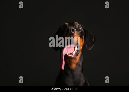 Chien mignon Dobermann sur fond sombre, gros plan Banque D'Images