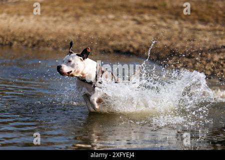 Pitbull mâle s'amuse dans l'eau à l'automne Banque D'Images