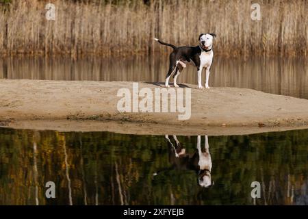 Pitbull mâle s'amuse dans l'eau à l'automne Banque D'Images