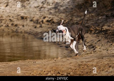 Pitbull mâle s'amuse dans l'eau à l'automne Banque D'Images