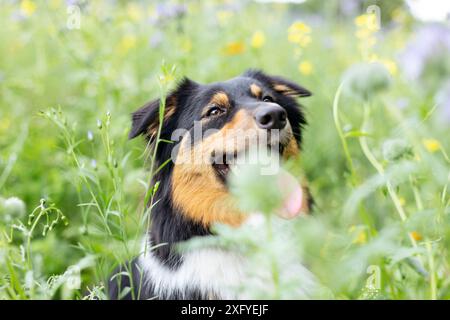 Australien Shepard noir tri femelle dans la prairie de fleurs d'été Banque D'Images