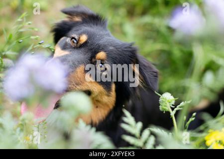 Australien Shepard noir tri femelle dans la prairie de fleurs d'été Banque D'Images