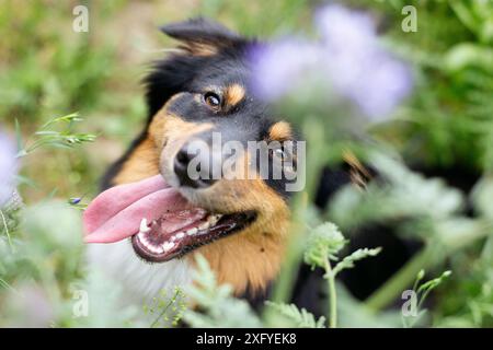 Australien Shepard noir tri femelle dans la prairie de fleurs d'été Banque D'Images