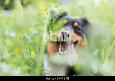 Australien Shepard noir tri femelle dans la prairie de fleurs d'été Banque D'Images