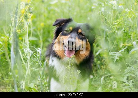 Australien Shepard noir tri femelle dans la prairie de fleurs d'été Banque D'Images