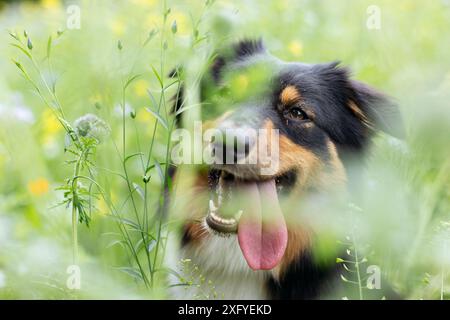 Australien Shepard noir tri femelle dans la prairie de fleurs d'été Banque D'Images