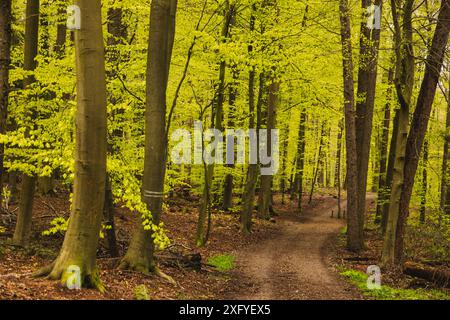 Printemps dans la forêt de hêtres à Flensburg Klues avec des feuilles de hêtre fraîches Banque D'Images