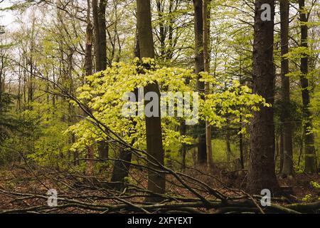 Printemps dans la forêt de hêtres à Flensburg Klues avec des feuilles de hêtre fraîches Banque D'Images