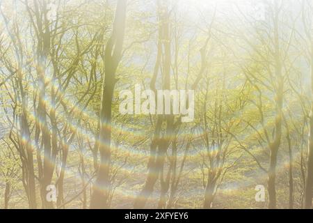 Jeu de soleil dans la forêt printanière dans la vallée du printemps, exposition multiple à partir de 5 photos Banque D'Images