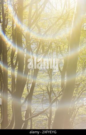 Jeu de soleil dans la forêt printanière dans la vallée du printemps, exposition multiple à partir de 5 photos Banque D'Images
